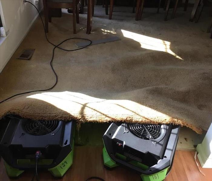 carpet lifted with two air movers under to dry carpet properly
